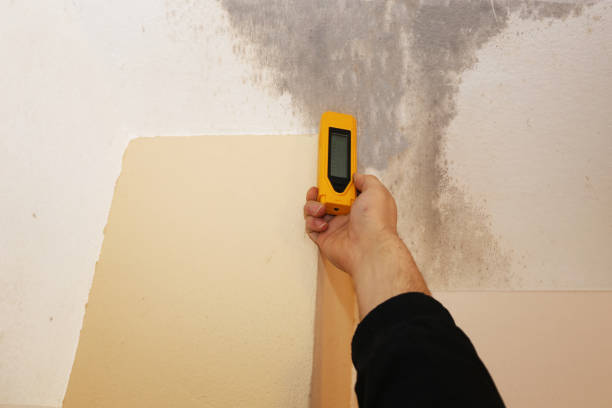 Best Emergency Mold Remediation  in Lenwood, CA
