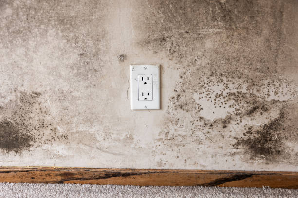 Best Mold Removal for HVAC Installations  in Lenwood, CA